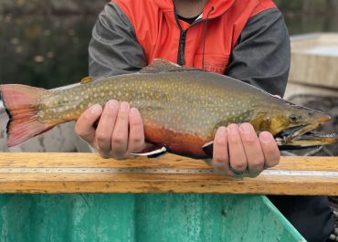 Catchy title about giant stocker brook trout